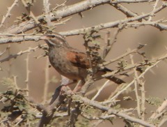 Emberiza striolata