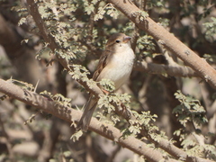 Passer domesticus