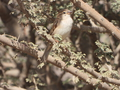 Passer domesticus