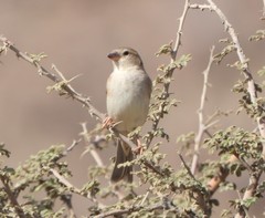 Passer domesticus