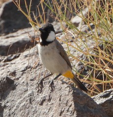 Pycnonotus leucotis