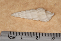 Opalia australis