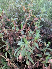 Persicaria prostrata