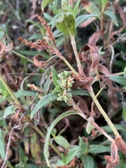Persicaria prostrata