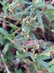 Persicaria prostrata