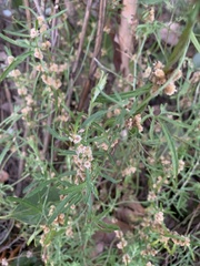 Alternanthera denticulata