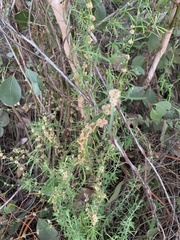 Alternanthera denticulata