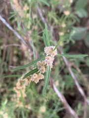 Alternanthera denticulata