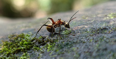 Polyrhachis bihamata