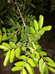 Dimocarpus longan