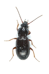 Pterostichus strenuus