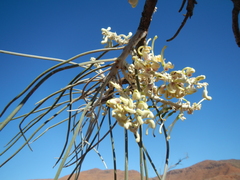 Hakea lorea