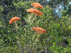 Crassula perfoliata coccinea