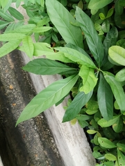 Jatropha integerrima