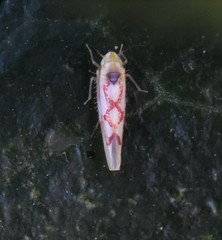 Zygina flammigera