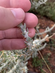 Sclerolaena birchii