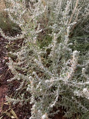 Sclerolaena birchii