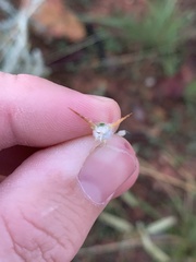Sclerolaena birchii