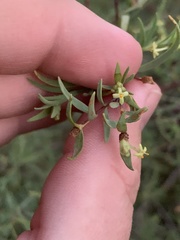 Pimelea microcephala