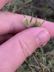Pimelea microcephala