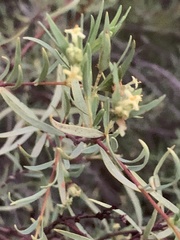 Pimelea microcephala