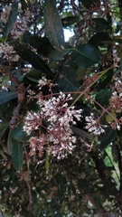 Ixora brachiata