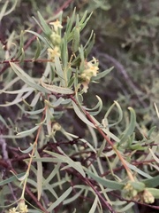 Pimelea microcephala