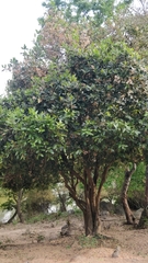Ixora brachiata