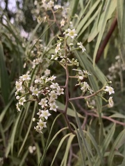 Geijera parviflora