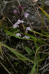 Cynorkis breviplectra