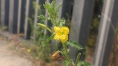 Oenothera biennis