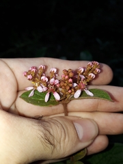 Heteropterys campestris