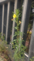 Oenothera biennis