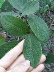 Heteropterys campestris