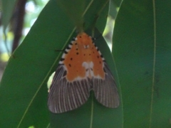 Peridrome orbicularis