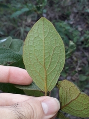 Heteropterys campestris