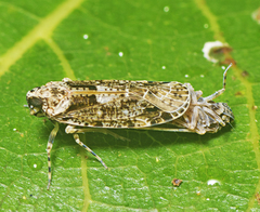 Plectoderini
