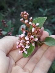 Heteropterys campestris