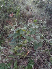 Heteropterys campestris