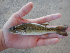 Micropterus treculii
