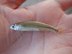 Notropis volucellus