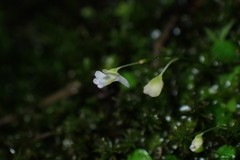 Utricularia striatula