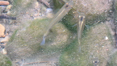 Pseudoxiphophorus jonesii