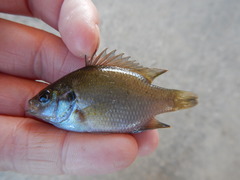 Lepomis miniatus
