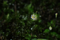Utricularia striatula