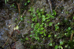 Utricularia striatula
