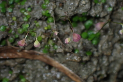 Utricularia striatula