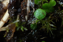 Utricularia striatula