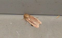 Ufeus plicatus