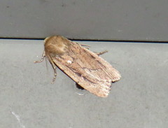 Ufeus plicatus